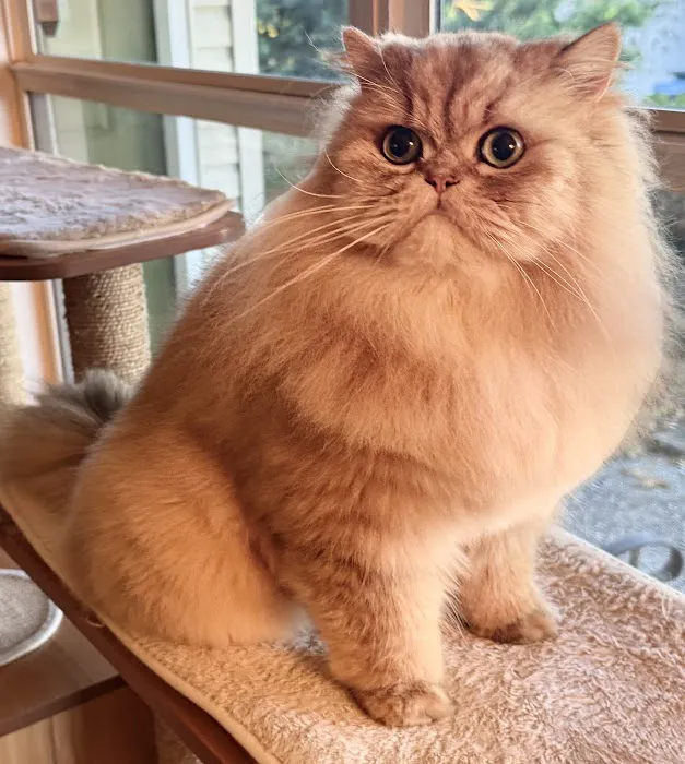 Cats Creation - Persian Kittens Florida 12