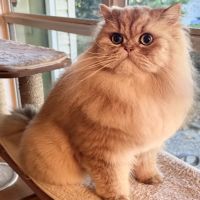 Cats Creation - Persian Kittens Florida ico