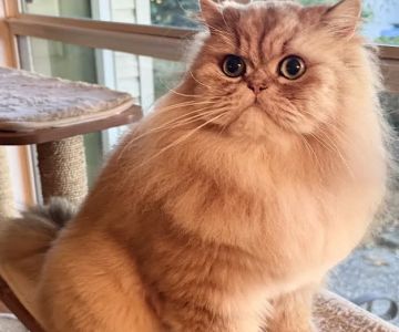Cats Creation - Persian Kittens Florida