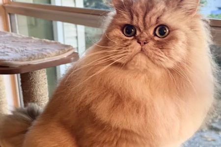 Cats Creation - Persian Kittens Florida