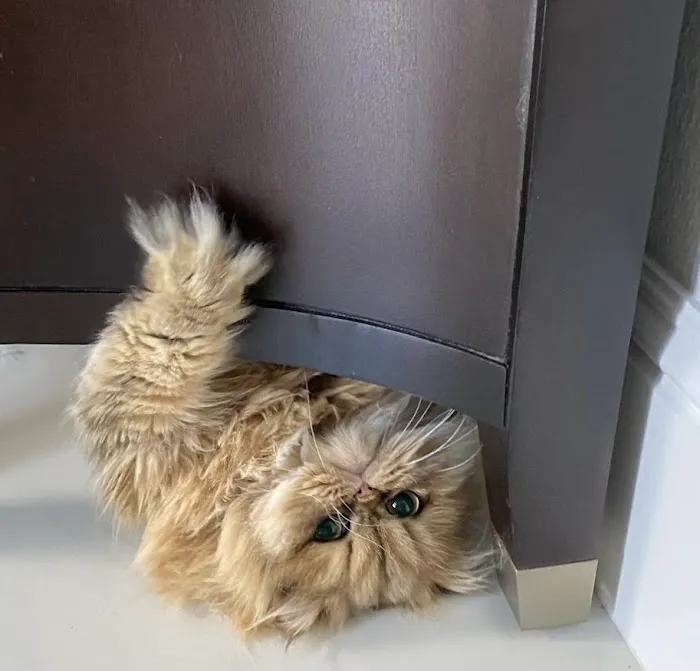 Cats Creation - Persian Kittens Florida 12