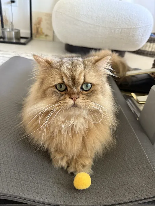 Cats Creation - Persian Kittens Florida 12