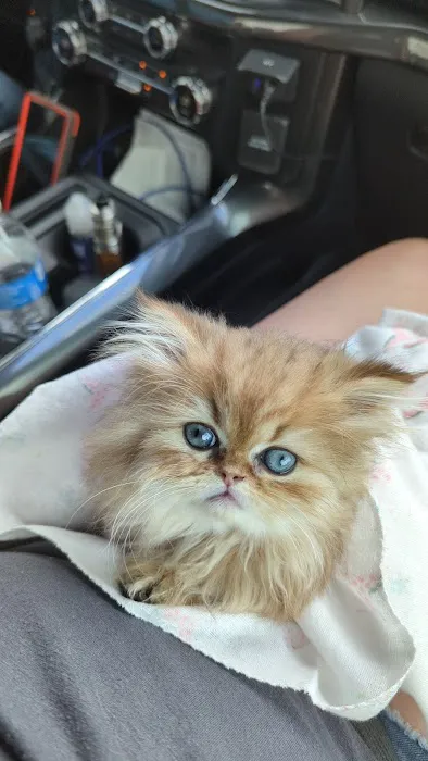 Cats Creation - Persian Kittens Florida 12