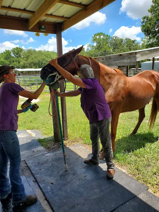Polk Equine 1