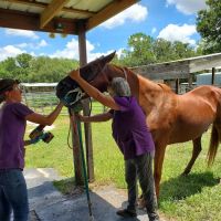 Polk Equine ico