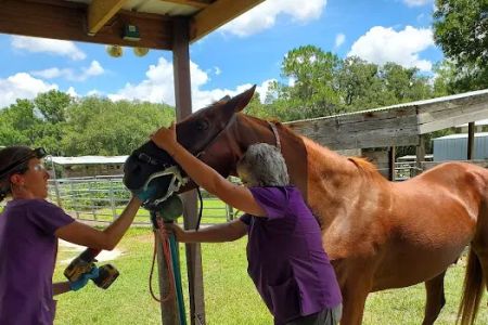 Polk Equine