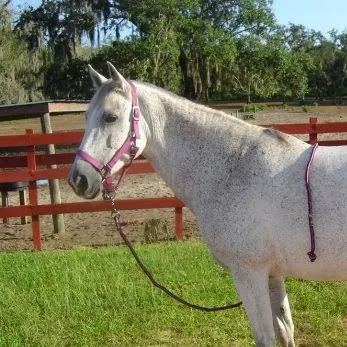 Polk Equine 2