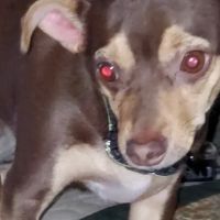 Brooks Timothy P DVM ico