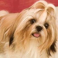 Fort Meade Animal Clinic: Lori J Shank, DVM ico