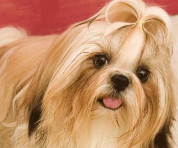 Fort Meade Animal Clinic: Lori J Shank, DVM