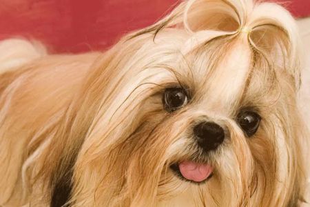 Fort Meade Animal Clinic: Lori J Shank, DVM