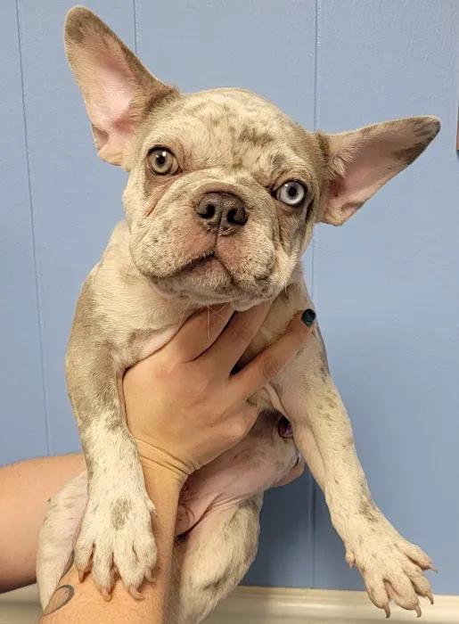 Fort Meade Animal Clinic 2