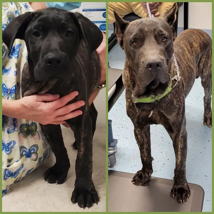 Fort Meade Animal Clinic 9