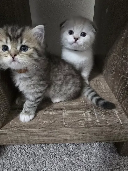 Meowcity 1