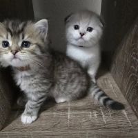 Meowcity ico