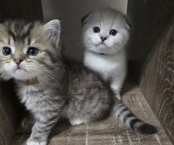 Meowcity