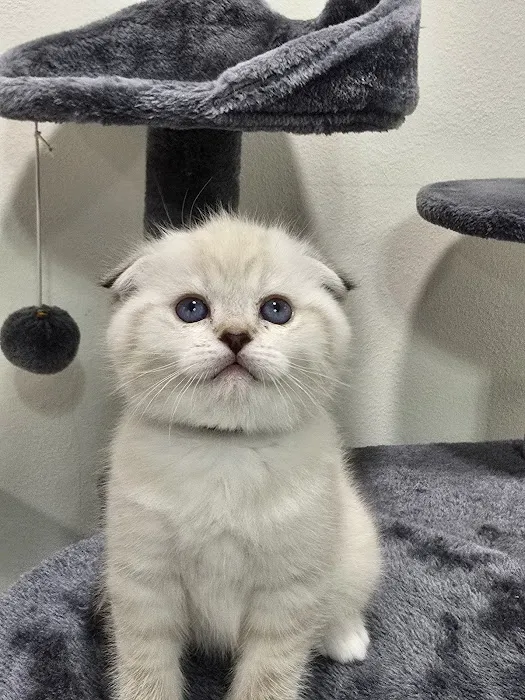 Meowcity 4