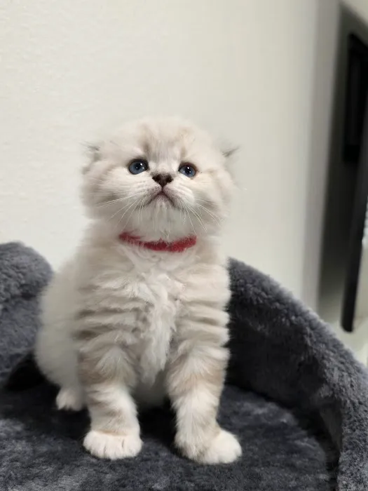Meowcity 3