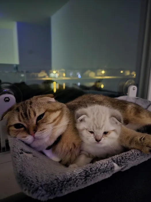 Meowcity 5