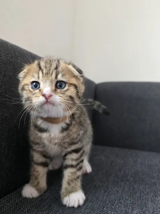 Meowcity 2