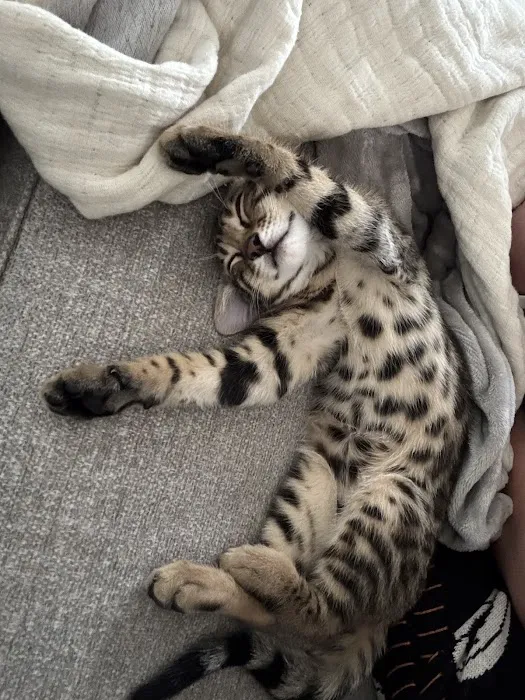 Tampa Bay Bengals 4