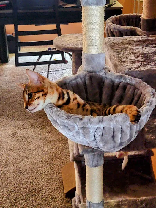 Tampa Bay Bengals 5