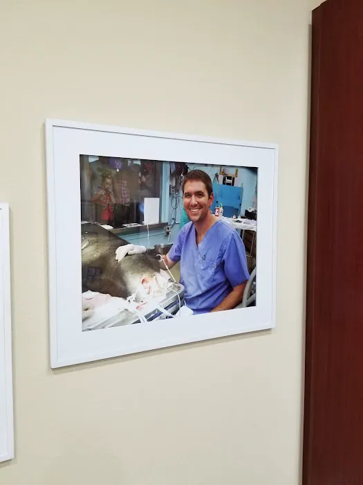 Pet Dentist At Tampa Bay 12
