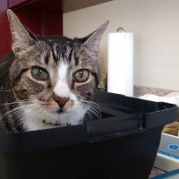 Pet Dentist At Tampa Bay ico