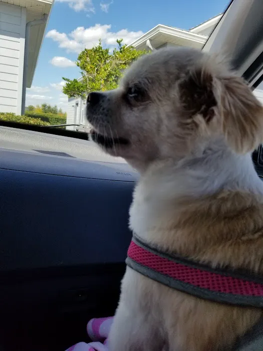 Pet Dentist At Tampa Bay 12