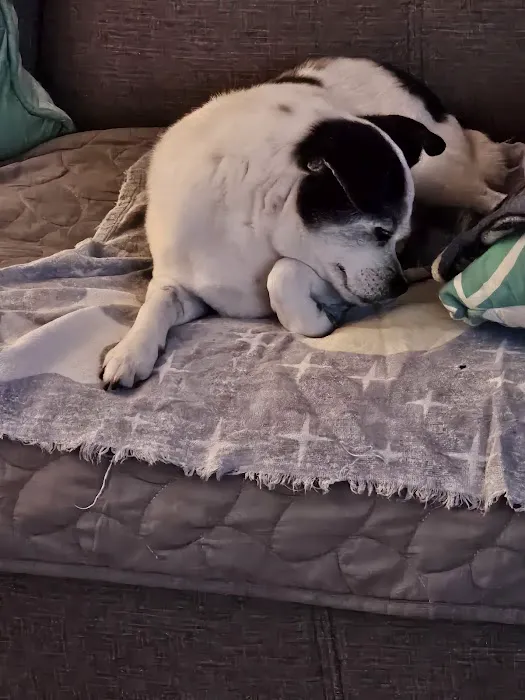Pet Dentist At Tampa Bay 12