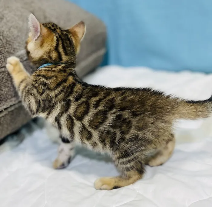 Sea Forest Bengals - Bengal Cattery in Florida 6