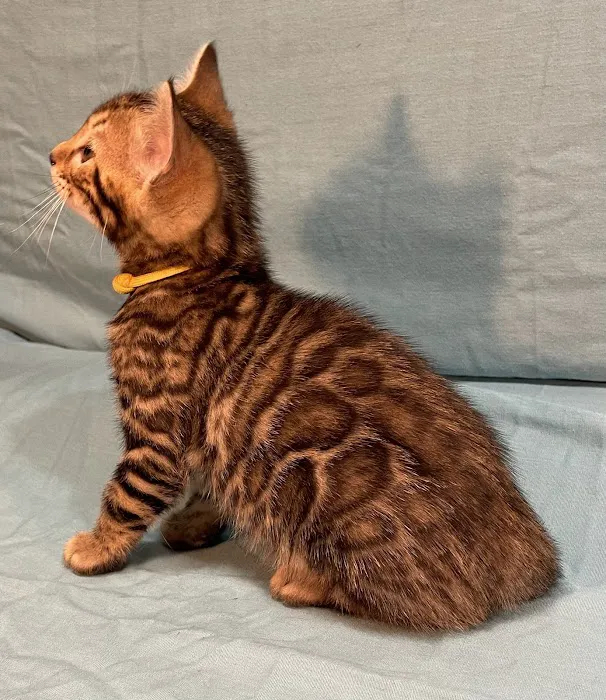 Sea Forest Bengals - Bengal Cattery in Florida 4