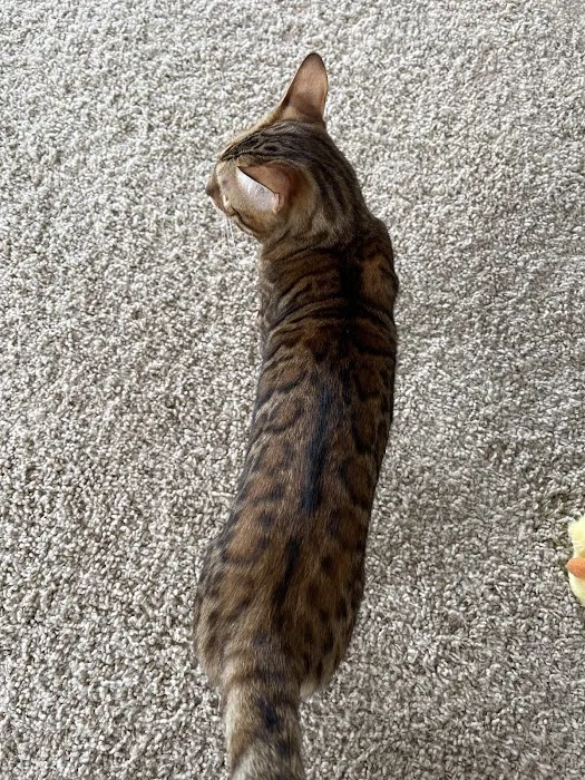Sea Forest Bengals - Bengal Cattery in Florida 2