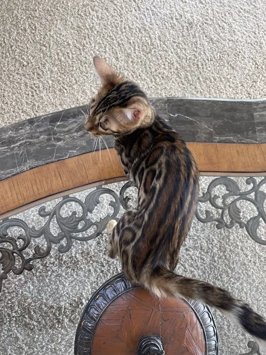 Sea Forest Bengals - Bengal Cattery in Florida 3