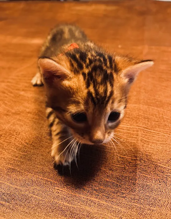 Sea Forest Bengals - Bengal Cattery in Florida 5