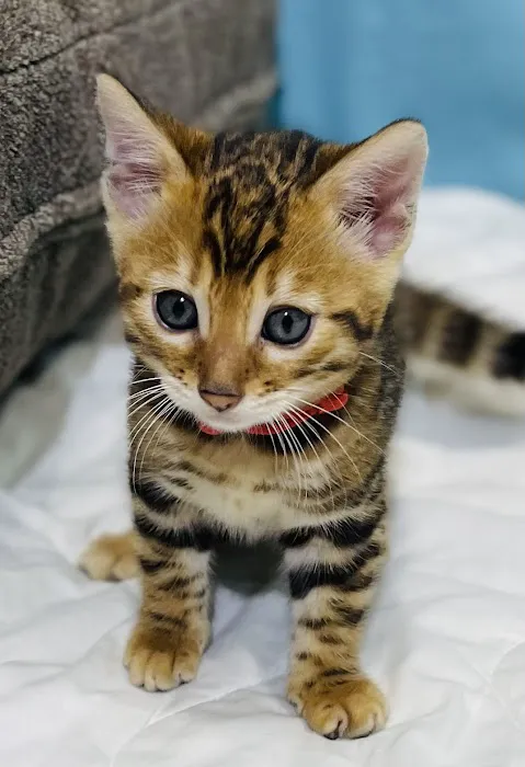 Sea Forest Bengals - Bengal Cattery in Florida 7