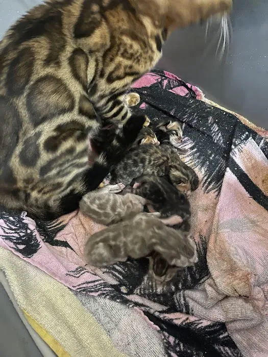 Sea Forest Bengals - Bengal Cattery in Florida 8