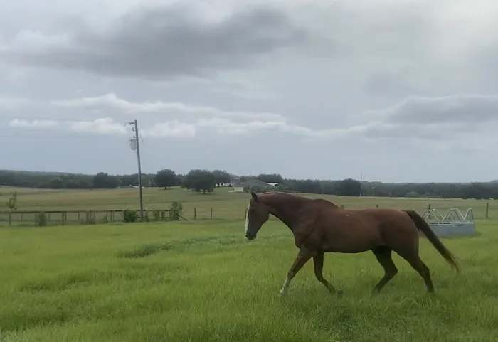 Sarasota Equine Veterinary Services 12