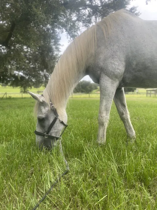 Sarasota Equine Veterinary Services 12