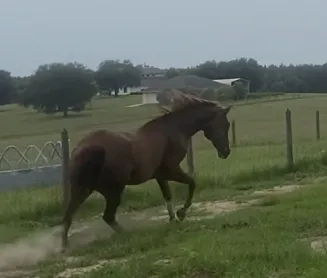 Sarasota Equine Veterinary Services 12