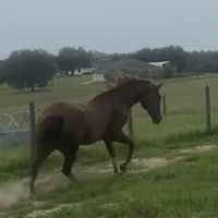 Sarasota Equine Veterinary Services ico