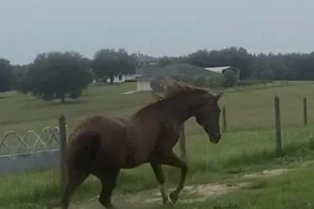 Sarasota Equine Veterinary Services