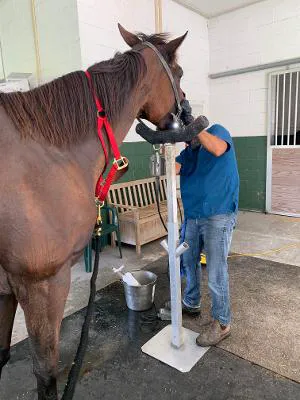 Sarasota Equine Veterinary Services 12