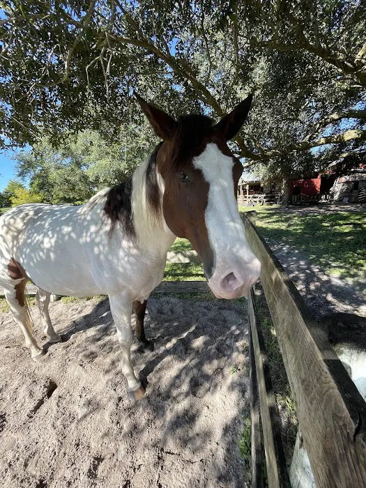 Sarasota Equine Veterinary Services 12