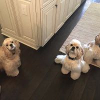 Bay Road Animal Hospital ico