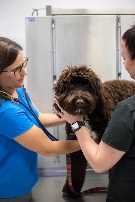 Animal Health Center 9