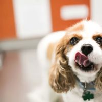 Animal Medical Clinic of Gulf Gate ico