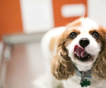 Animal Medical Clinic of Gulf Gate