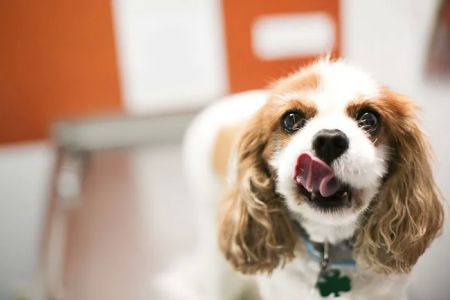 Animal Medical Clinic of Gulf Gate