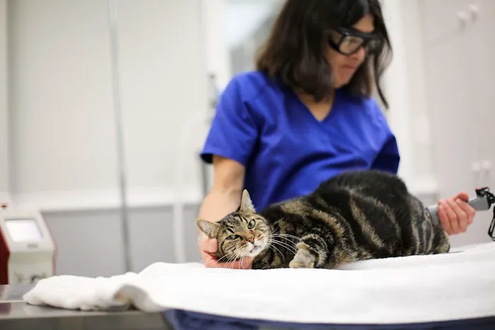 Animal Medical Clinic of Gulf Gate 2